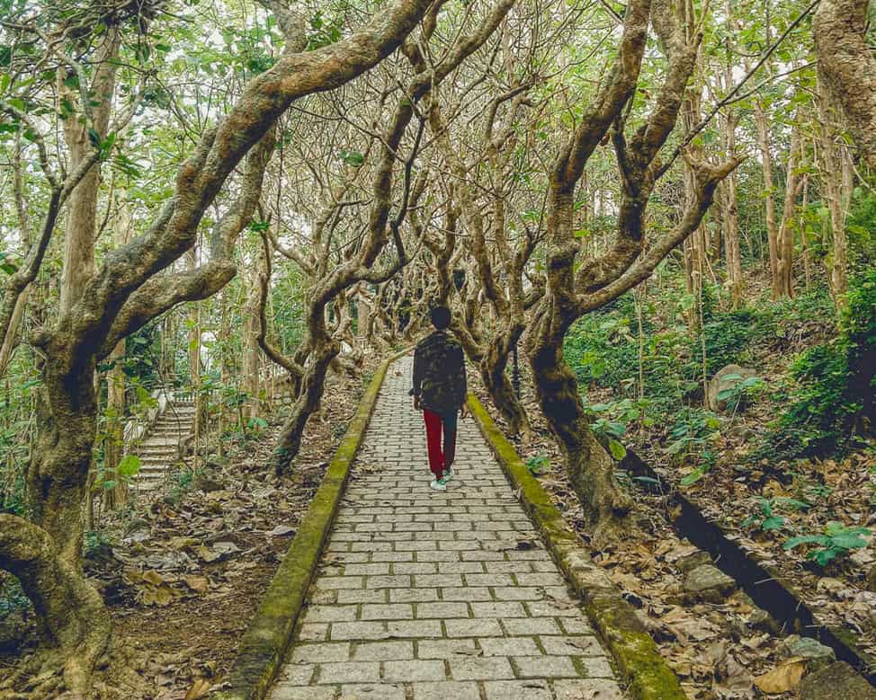 Bạn có thể thoải mái chụp ảnh với cảnh quan rừng cây xung quanh tại biệt thự Bạch Dinh.