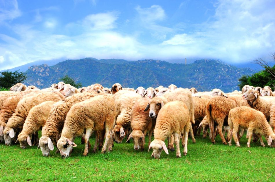 Vẻ đẹp đồi cừu Suối Nghệ Vũng Tàu