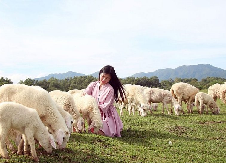 Hình ảnh ấn tượng trại cừu Vũng Tàu