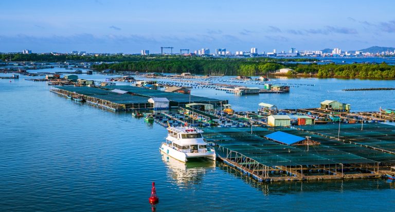 Cẩm Nang Du Lịch Làng Bè Long Sơn Vũng Tàu Từ A Đến Z