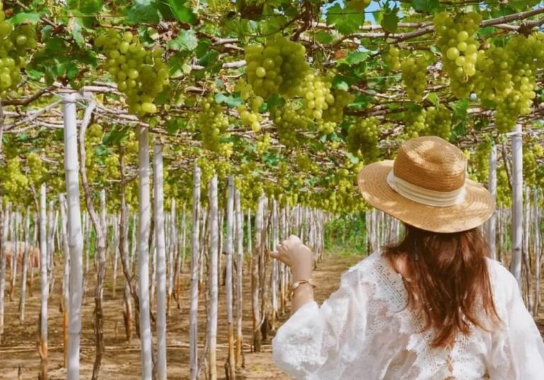 Kinh Nghiệm Tham Quan Vườn Nho Phan Thiết – Nơi Sống Ảo Cực Chill