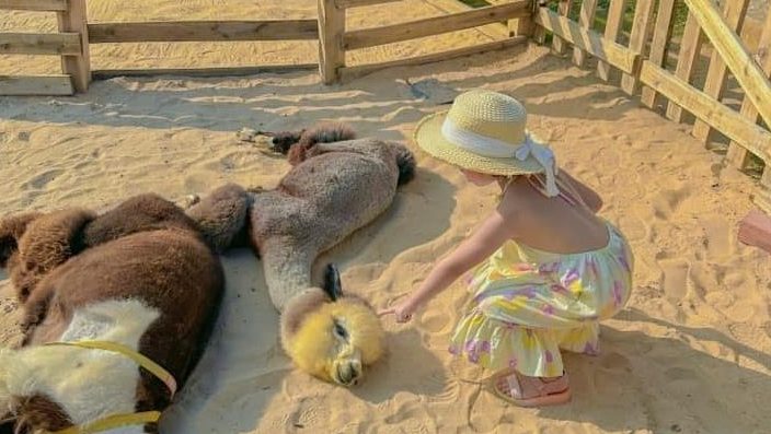 Vườn thú mini độc đáo tại Hanna Beach