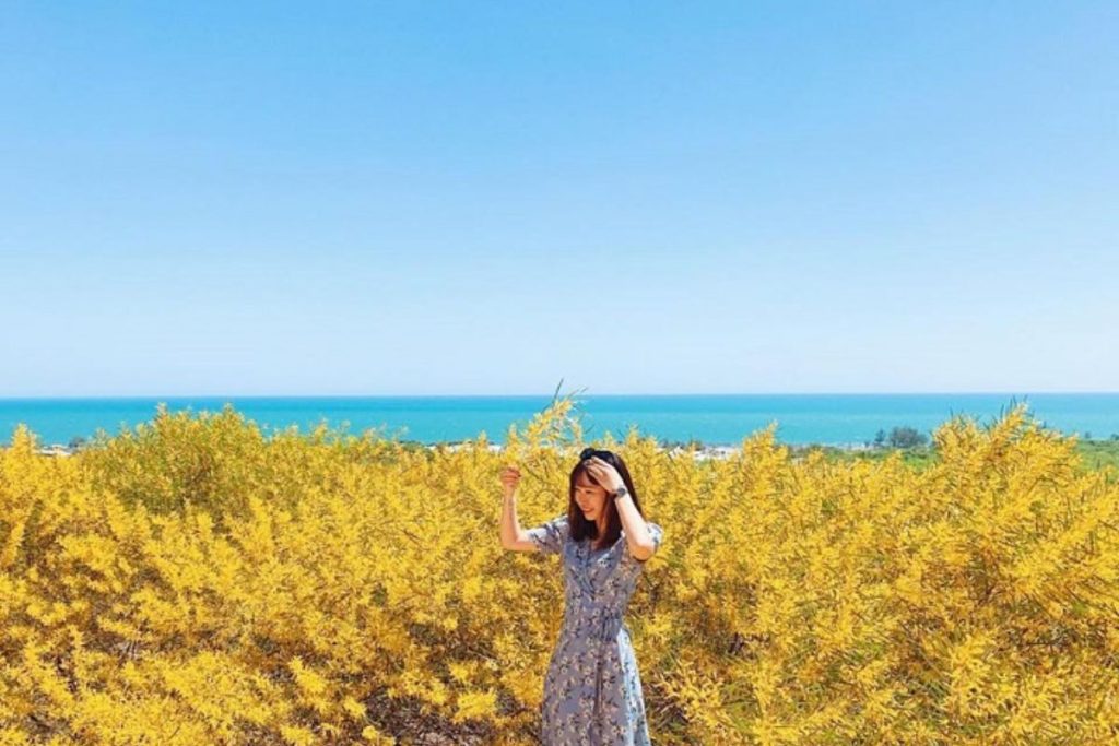 Rừng keo lá tràm nở vào mùa nào
