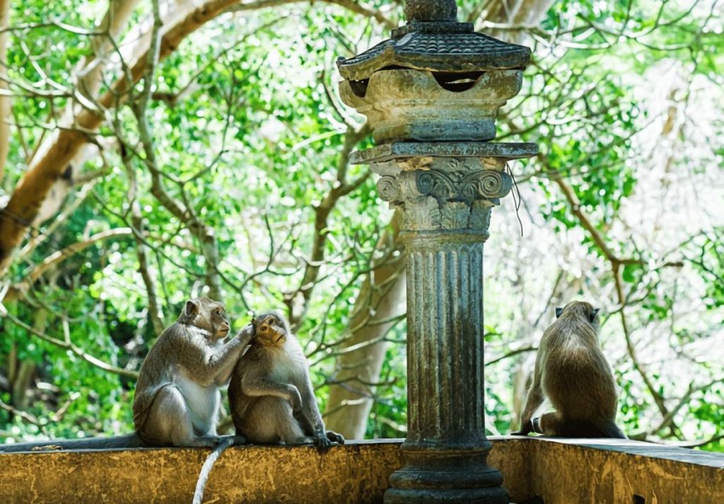 Quy tắc ứng xử với đàn khỉ và môi trường chùa
